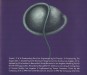 Back cover - Walkabout - Sugarcubes - cd - Columbia - cocy-5173 (Japan)